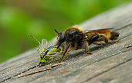 Robber Fly (Laphria flava)